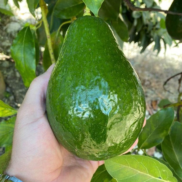 Tropical Avocado