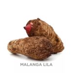 Malanga Lila