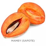 Mamey Sapote from Florida