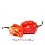 Habanero Peppers Red